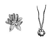 古植物学插图:Humulus lupulus(普通啤酒花)