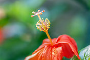 大红芙蓉花雌蕊，自然背景与复制空间