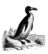 古董动物插图:刮胡鸟、小海雀、托尔达海雀