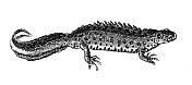 古董动物插图:北方冠蝾螈，大冠蝾螈，疣蝾螈(Triturus cristatus)