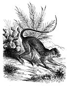 古董动物插图:灰叶猴(Semnopithecus)