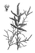 古植物学插图:红柳(红柳、盐雪松)