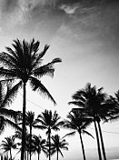 棕榈树，迈阿密，佛罗里达。