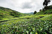 马来西亚卡梅隆高地的茶园