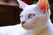 白猫的头和眼睛。