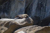 新西兰毛皮海豹