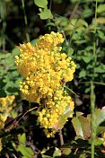 俄勒冈葡萄(Mahonia aquifolium)在枝条上开花。