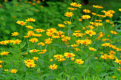 Heliopsis helianthides / Oxeye雏菊花