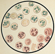 多核人类白细胞的显微镜观察- 19世纪
