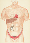 人体躯干的医学插图与打击乐考试点的一个病人与肠梗阻,正面视图- 19世纪 人体躯干的医学插图与打击乐考试点的一个病人与肠梗阻,正面视图- 19世纪