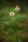 菊科植物播种