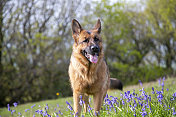 风信子草地上的德国牧羊犬