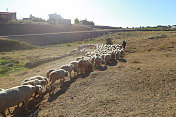 牧羊人带着羊群。土耳其的牧羊人