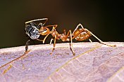 封闭的蚂蚁携带苍蝇昆虫。
