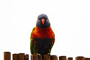 美丽的，五彩缤纷的彩虹鹦鹉坐在篱笆上，正面的观点，白色的背景与拷贝空间