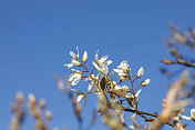 春天的第一朵白花是阿梅兰彻・拉马克