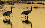 沙丘鹤(Antigone canadensis)是北美大型鹤的一种。Woodbridge生态保护区(又名Isenberg鹤保护区)。准备晚上降落。