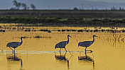 沙丘鹤(Antigone canadensis)是北美大型鹤的一种。Woodbridge生态保护区(又名Isenberg鹤保护区)。准备晚上降落。