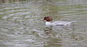 Goosander (Mergus merganser)女性