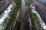 红杉(Sequoia sempervirens)是柏科(柏科)红杉属(Sequoia sempervirens)中唯一的活种。常见的名字包括海岸红杉、加州红杉和巨型红杉。北海岸红杉州立公园;再保险