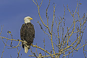 白头秃鹰(Haliaeetus leucocephalus)是一种发现于北美的猛禽。萨克拉门托国家野生动物保护区，萨克拉门托山谷，加利福尼亚州