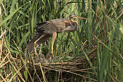 巢中的紫鹭(Ardea purpurea)