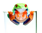 玻璃中的红眼树蛙
