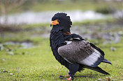 Bateleur (terathopius ecaudatus)的特写