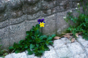 植物与花:三色堇-堇菜科