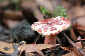 红色和白色的蘑菇之间的落叶在森林地面