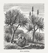 木版芦荟(aloe perryi或aloe socotrina)， 1893年出版