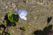 蓝色田野speedwell Veronica agrestis小花宏