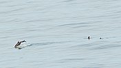 三只海豚在平静的海面上游弋