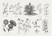有用的药用植物，木版，1893年出版