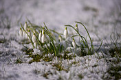 雪花莲在雪