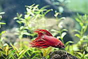 一串红-水族馆里的暹罗斗鱼