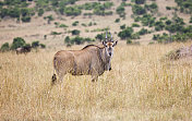 单独放牧的Eland Stock Photo