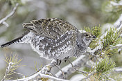 Dusky Grouse (Dendragapus obscurus)是一种森林松鸡，原产于北美黄石国家公园的落基山脉，怀俄明州。在一棵黑松上。