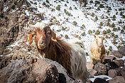 在摩洛哥阿特拉斯山脉岩石地形上的两只山羊
