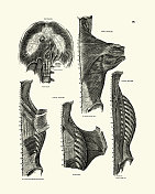 背部肌肉，横膈膜，维多利亚解剖学绘图