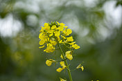 大黄春花