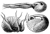 鹦鹉螺号- 19世纪