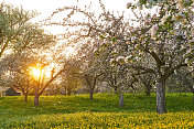 日落时果园里开花的苹果树