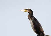 鸬鹚(Phalacrocorax carbo)少年肖像