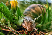 蜗牛在草