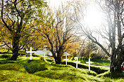 废弃的墓地景观，地上有白色十字架。阳光灿烂的一天/秋天的树在坟墓周围