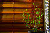 室内植物靠着木百叶窗