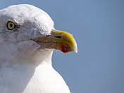 银色凝胶(Larus argentatus)