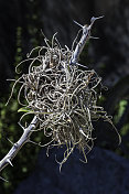 Tillandsia recurvata，俗称球苔或小球苔，是一种开花植物(不是真正的苔藓)，生长在较大的寄主植物上。凤梨科。