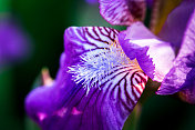 宏观抽象近距离的新鲜紫色鸢尾花盛开